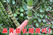 麻黄的功效与作用与主治,麻黄的功效与作用与主治现代药理学研究