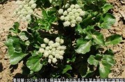 桔梗的功效与作用,北沙参的功效与作用 桔梗的功效与作用,北沙参的功效与作用