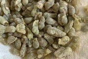乳香乳香没药