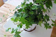吸收甲醛的植物有哪些名字,吸收甲醛的室内植物排名 吸收甲醛的植物有哪些名字,吸收甲醛的室内植物排名