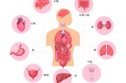 器官图内脏位置图器官图