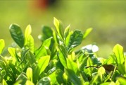苔茶,苔茶是什么类型的茶 苔茶,苔茶是什么类型的茶