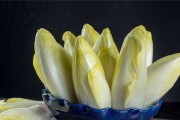 菊苣栀子茶能降尿酸吗菊苣