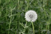 蒲公英泡水喝功效与主治,蒲公英 蒲公英泡水喝功效与主治,蒲公英