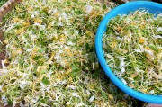 金银花怎么晒干的做法,金银花怎么晒干的做法视频