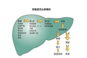 肝脏位置图,人的肝脏在什么位置图片