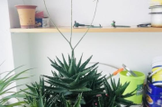除甲醛哪个品种好,除甲醛的哪个牌子的产品好
