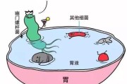 得了幽门螺旋杆菌会传染家人是吗,幽门螺旋杆菌会传染给家人吗