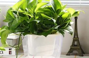 八大去除甲醛植物,第一名竟然是它 !,去甲醛10大植物高手