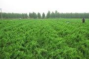 山东金银花产地在哪里基地山东金银花农业科技有限公司