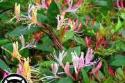红金银花图片红金银花有药用价值吗