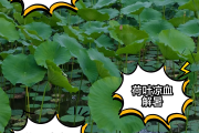 荷叶的功效,荷叶的功效与主治作用及禁忌