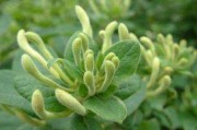 什么是金银花颗粒,什么是金银花