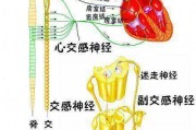 窦房结窦房结能成为心脏正常起搏点的原因是 窦房结窦房结能成为心脏正常起搏点的原因是