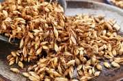 炒麦芽有什么功效与作用炒麦芽 炒麦芽有什么功效与作用炒麦芽
