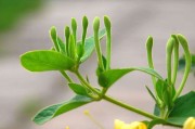 金银花用途与功效与作用金银花用途与功效