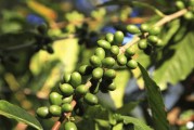 养肝养胃的水果蔬菜养肝养胃的水果