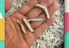 僵蚕的功效与作用僵蚕的功效与作用禁忌与副作用有哪些