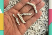 僵蚕的功效与作用僵蚕的功效与作用禁忌与副作用有哪些