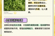 金银花泡水的副作用与禁忌,金银花泡水喝有什么副作用没有?