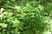 蒲公英根专治十种病蒲公英,蒲公英根专治十种病