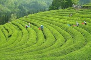 古丈毛尖茶叶,古丈毛尖茶 古丈毛尖茶叶,古丈毛尖茶