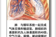 人体内脏分布图肾在哪个位置图片