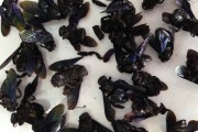 咸竹蜂功效与作用咸竹蜂 咸竹蜂功效与作用咸竹蜂