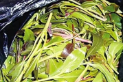 新型毒品阿拉伯奶茶,新毒品阿拉伯茶