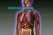人体内脏图片,人体疼痛对照图 人体内脏图片,人体疼痛对照图