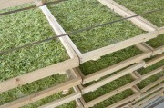金银花怎么用烤箱烘干,金银花烤箱烘干步骤