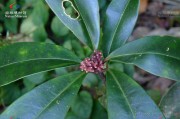 茵芋,茵芋的养殖方法和注意事项