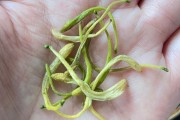 下厨房金银花免费阅读笔趣阁《下厨房》金银花原文下载