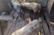 猪的肠道如何养护? 猪的肠道如何养护?