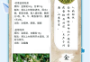 金银花的功效与作用中华康网金银花功效与作用主治