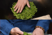 龙井茶如何泡龙井茶怎么泡最好喝