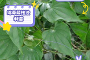 绵萆解,绵萆薢怎么拼音 绵萆解,绵萆薢怎么拼音