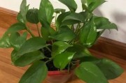 去甲醛味用什么方法最快植物甲醛去除的正确方法植物 去甲醛味用什么方法最快植物甲醛去除的正确方法植物