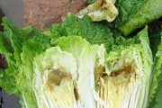 甲醛白菜如何去除掉甲醛白菜如何去除