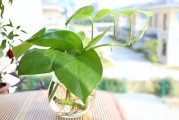 除甲醛最有效的植物除甲醛最有效方法 除甲醛最有效的植物除甲醛最有效方法