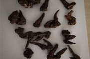 生草乌和生川乌的区别生草乌 生草乌和生川乌的区别生草乌