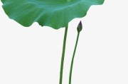 荷叶,荷叶母亲