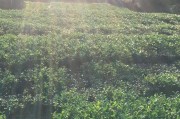 秋茶的采摘时间秋茶