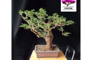 紫花杜鹃,紫花杜鹃片新名叫什么 紫花杜鹃,紫花杜鹃片新名叫什么