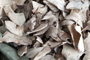 山甘草根图片山甘草