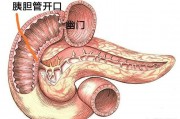 如果有十二指肠溃疡,做了胆囊摘除术,不断流入的胆汁会不会加重病情? 如果有十二指肠溃疡,做了胆囊摘除术,不断流入的胆汁会不会加重病情?