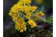 野菊花有什么功能和疗效野菊花 野菊花有什么功能和疗效野菊花