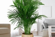 吸甲醛排名,植物吸甲醛排名