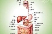 如何判断肠道是否健康? 如何判断肠道是否健康?