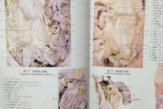 人体解剖图谱人器官位置高清图